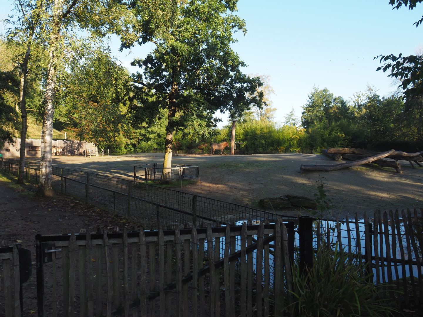 Przewalski's horse paddock, 2020-10-10