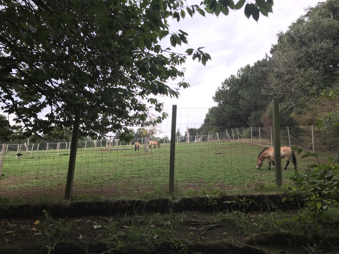 Przewalski’s horse paddock (3)