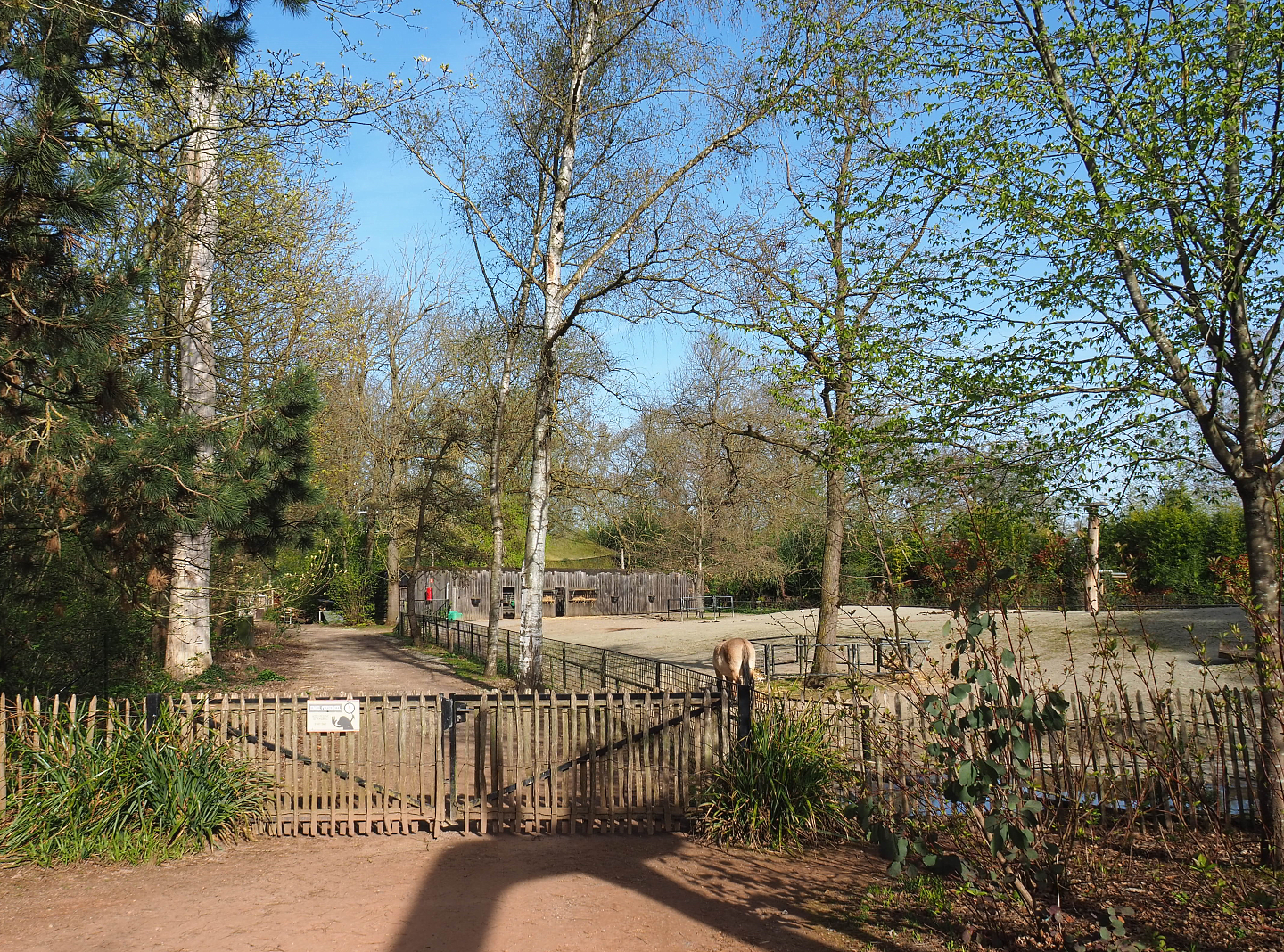 Przewalski's horse paddock and staff road, 2022-04-12