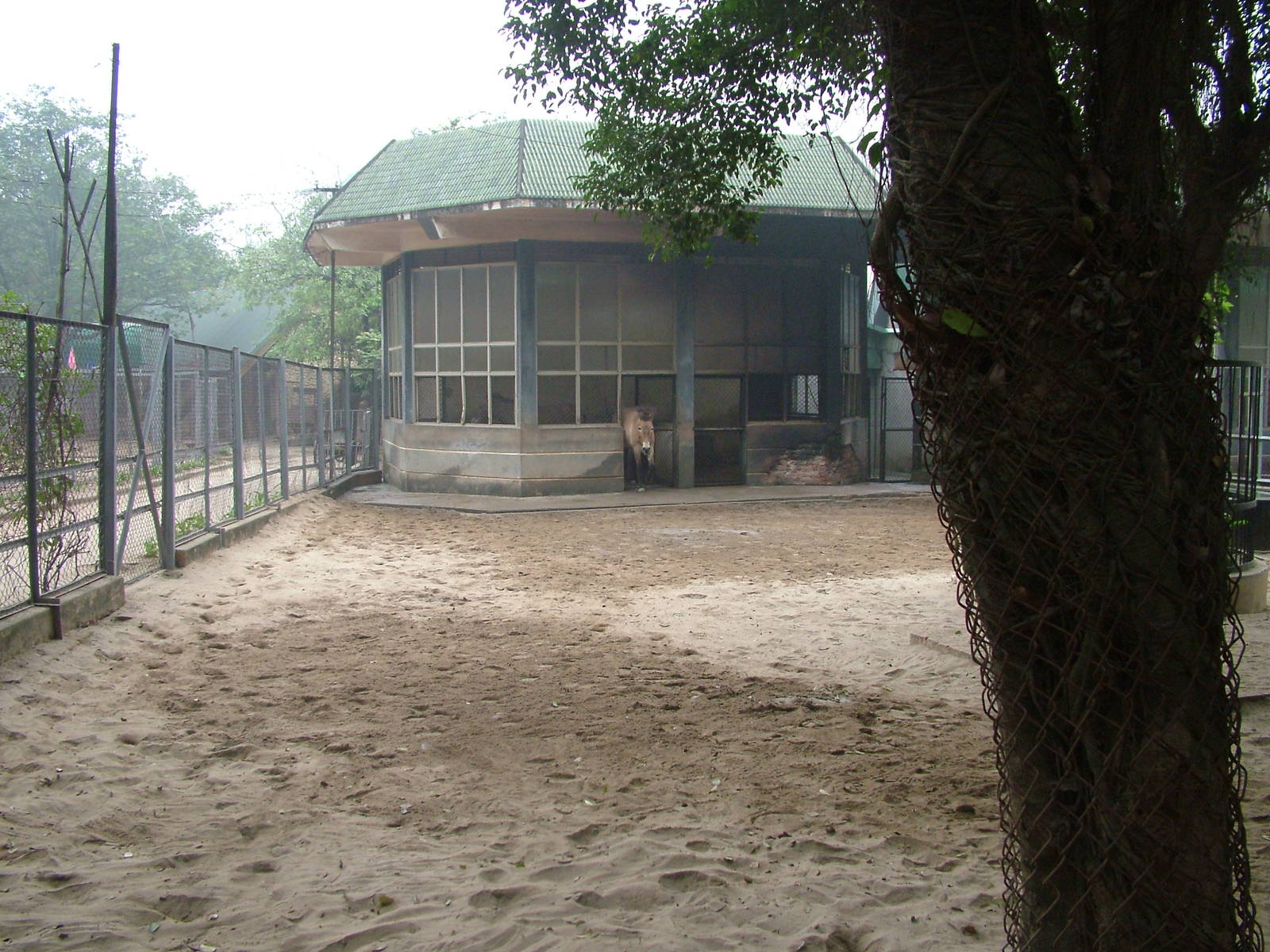 Przewalski's Horse Paddock at Hanoi Zoo, 15/03/12