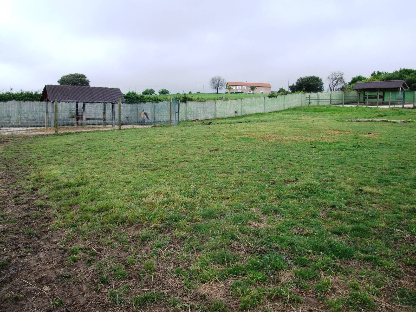 Przewalski's Horse Paddock at Santillana del Mar, 13/06/15
