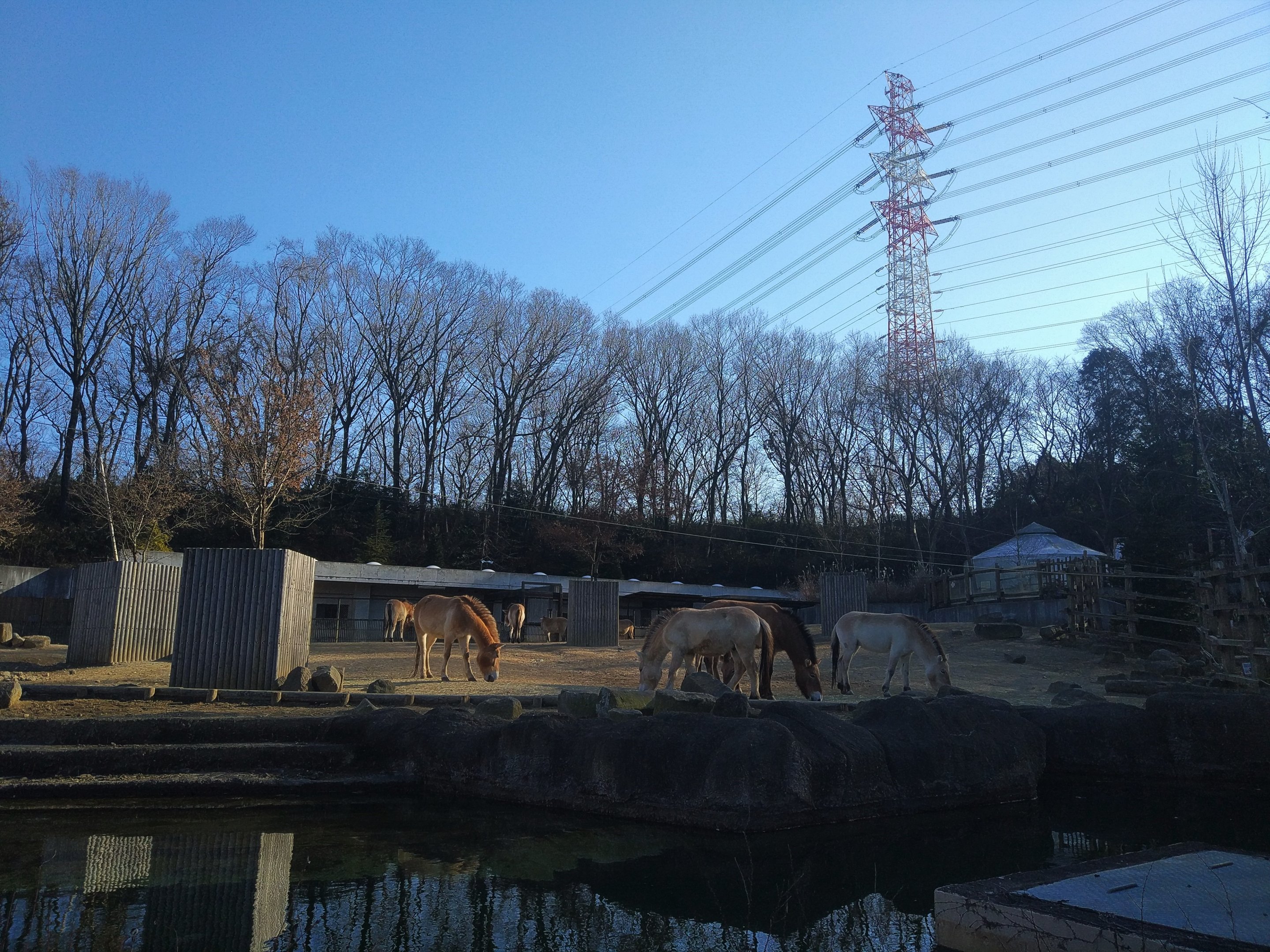 Przewalski's Horse Paddock