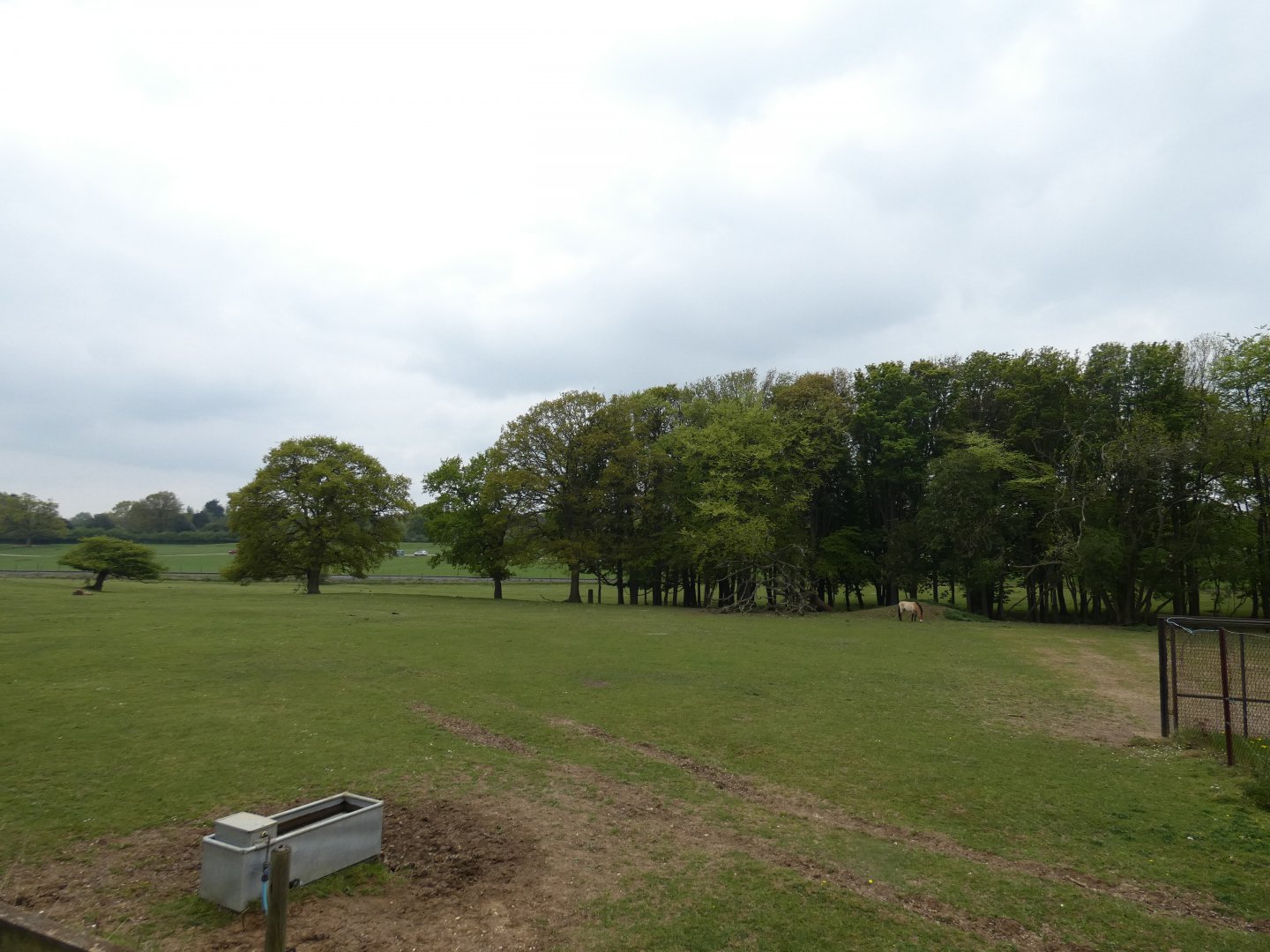 Przewalski's horse paddock