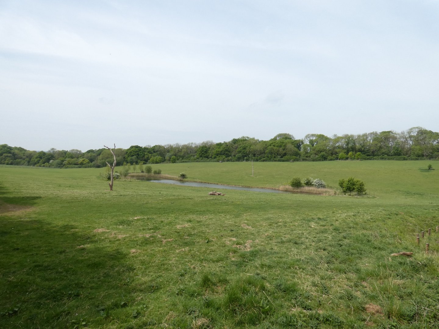 Przewalski's horse paddock