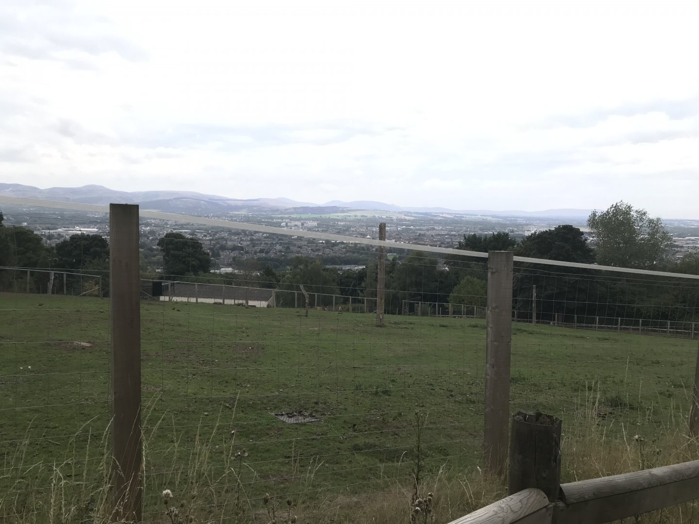 Przewalski’s horse paddock