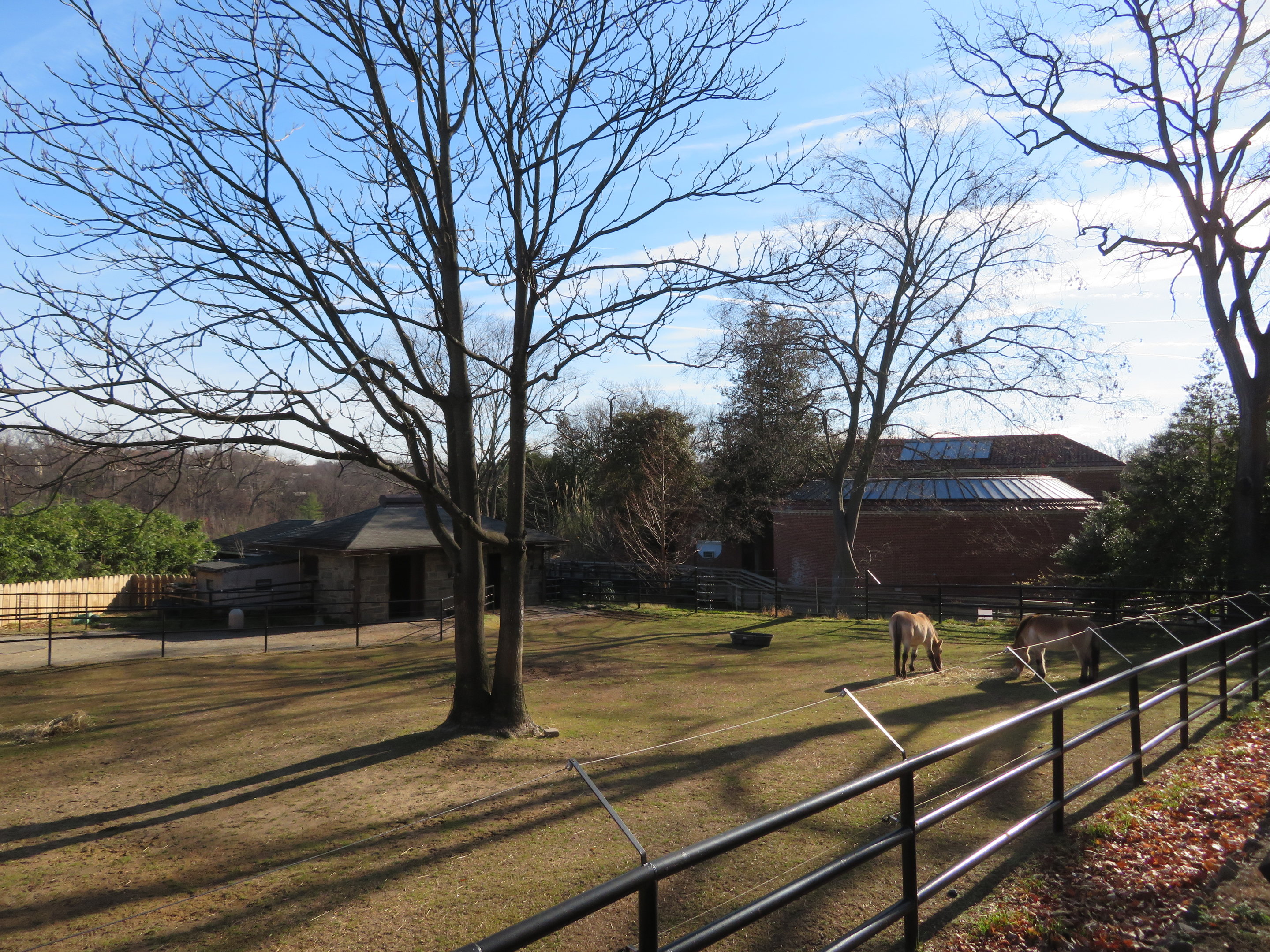 Przewalski's Horse Paddock