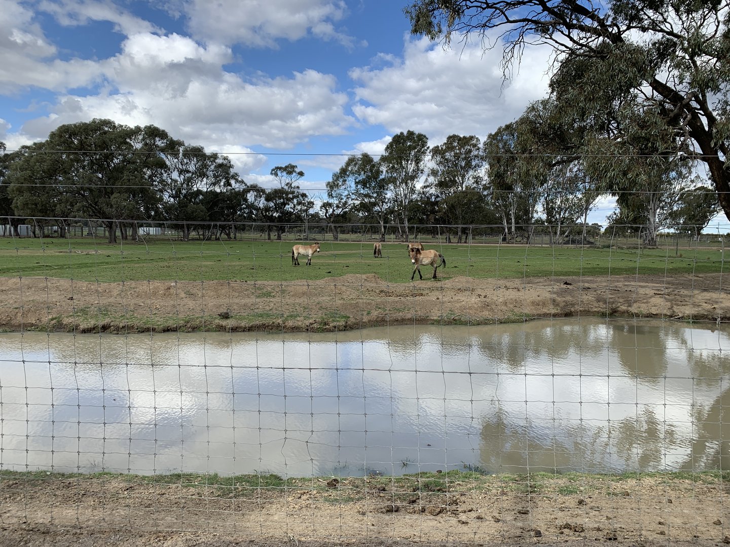 Przewalski’s Horse Paddock