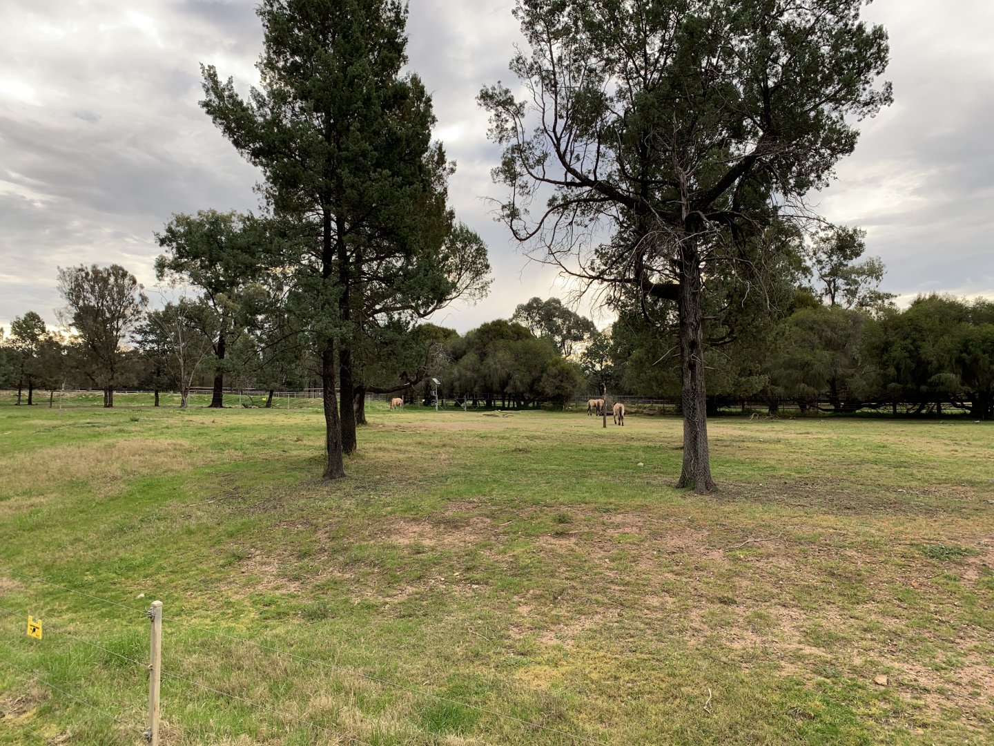 Przewalski’s Horse Paddock