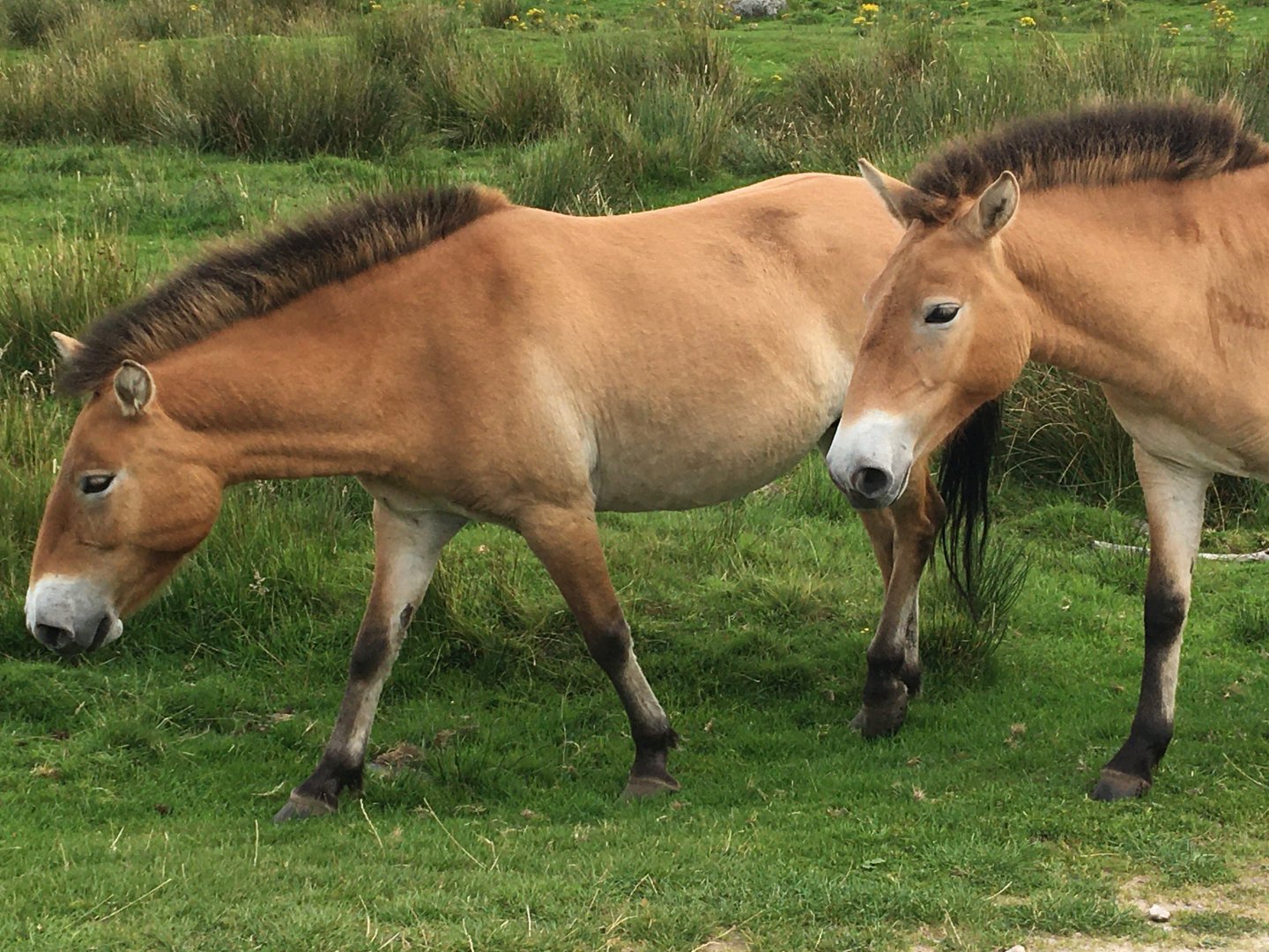 Przewalski's Horse Pair