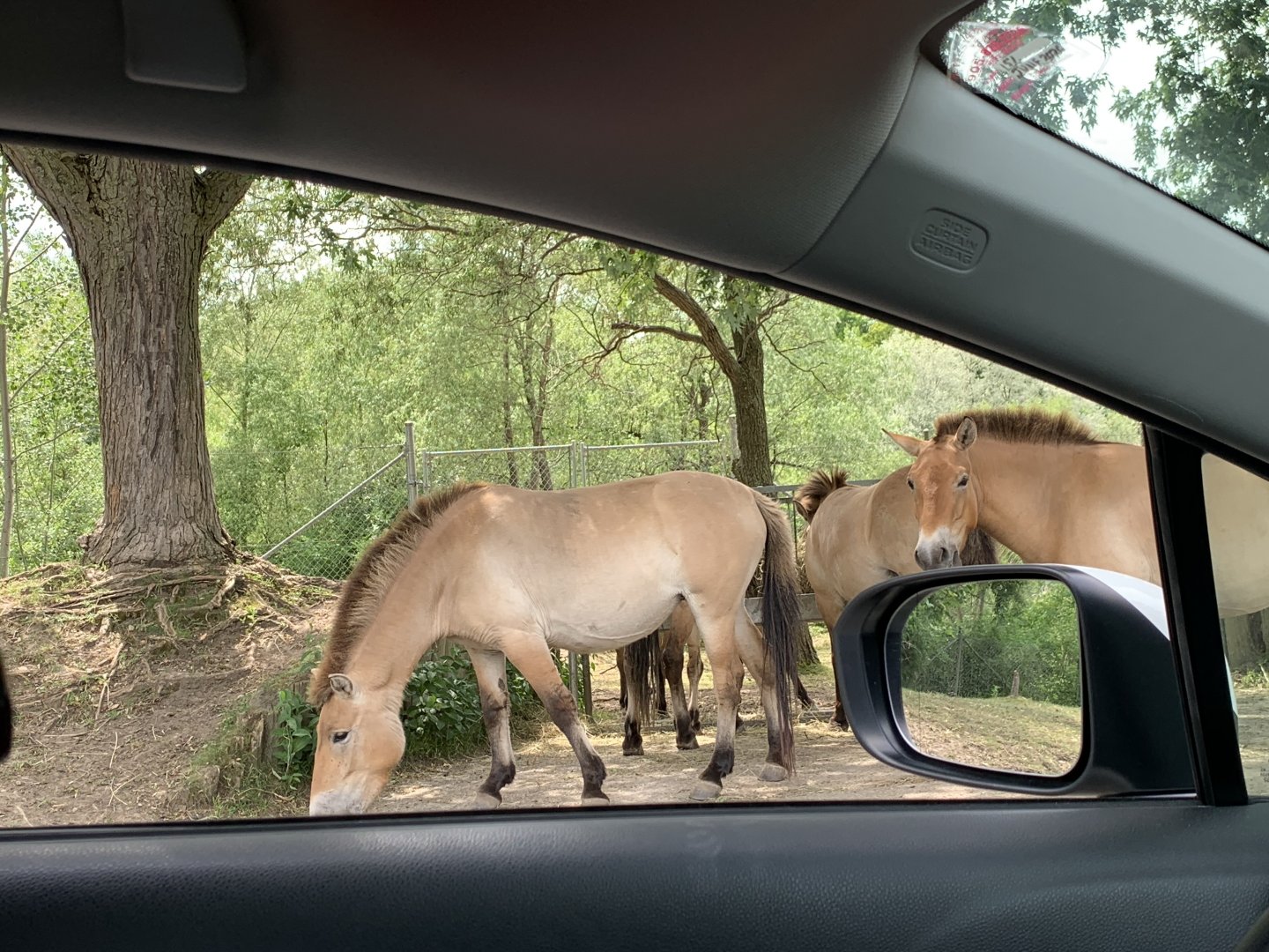 Przewalski's horse (photo one)