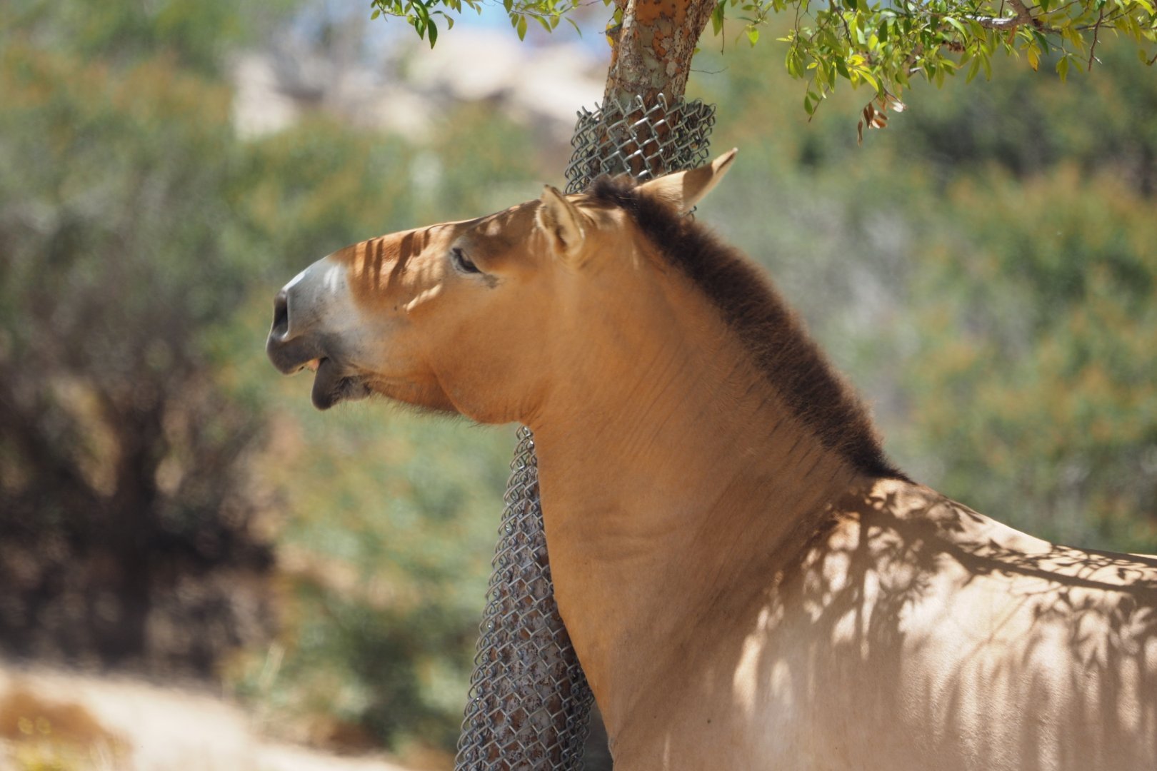 Przewalski's horse scratching