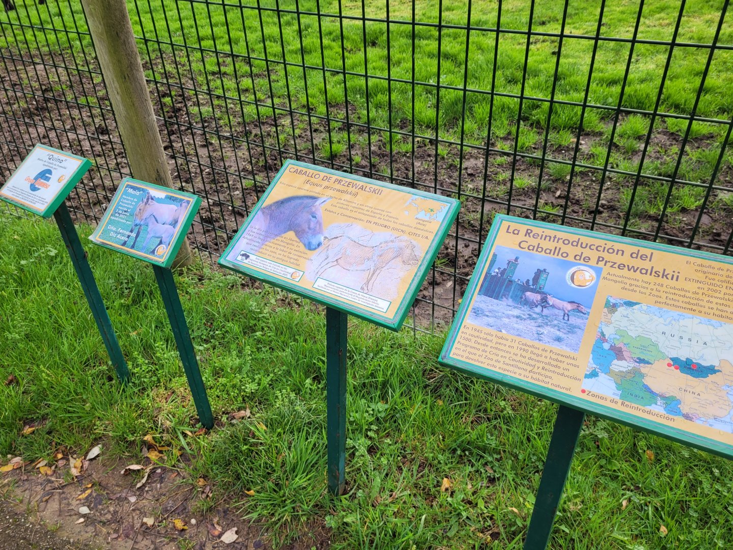 Przewalski's horse sign -Zoo de Santillana del Mar (2023)