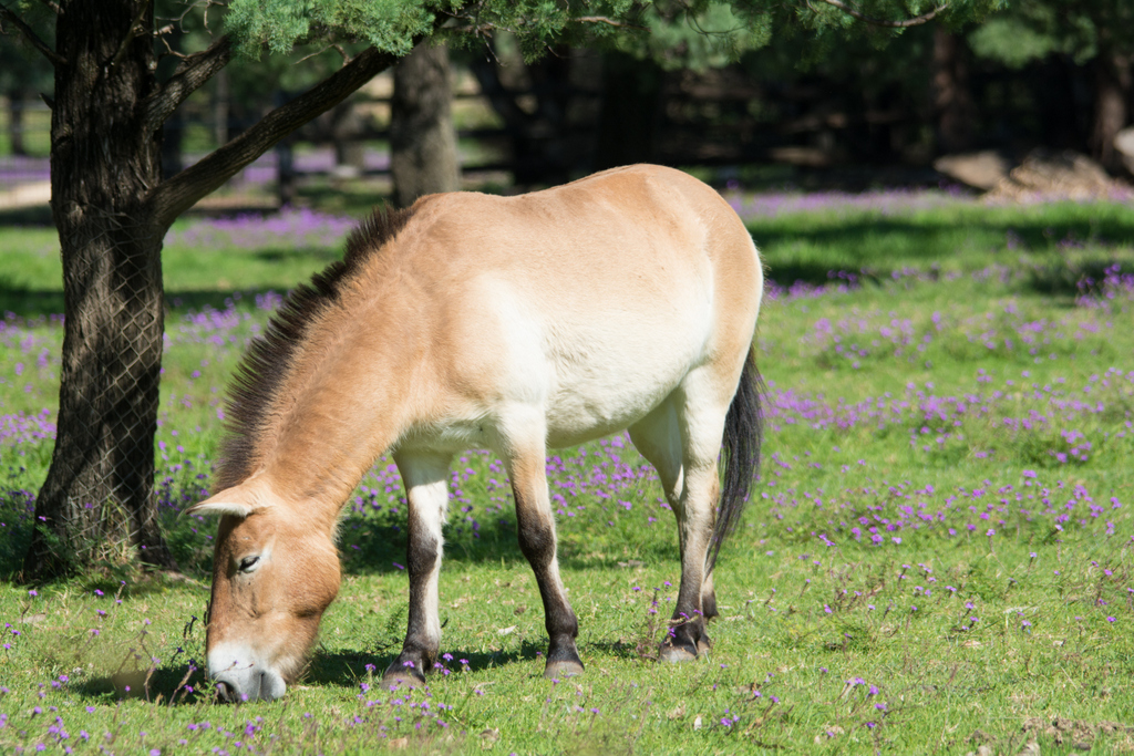Przewalski's Horse - Taronga Western Plains Zoo Visit April 2014