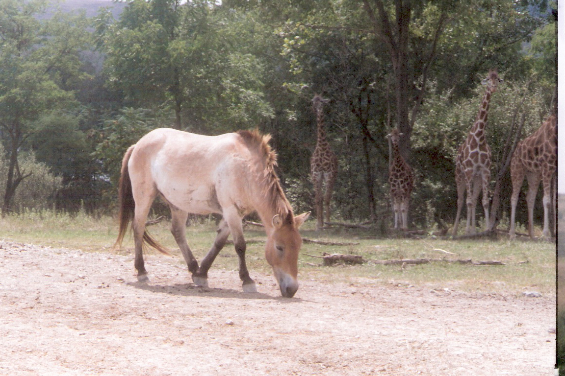 Przewalski's Horse @ the Wilds