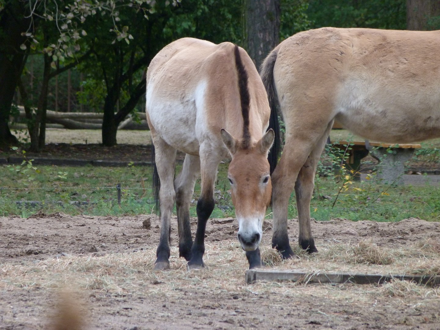 Przewalski's horse -Tierpark Berlin (2024)