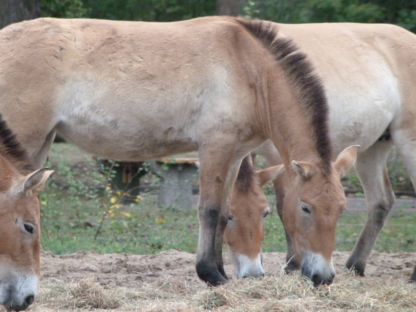 Przewalski's horse -Tierpark Berlin (2024)