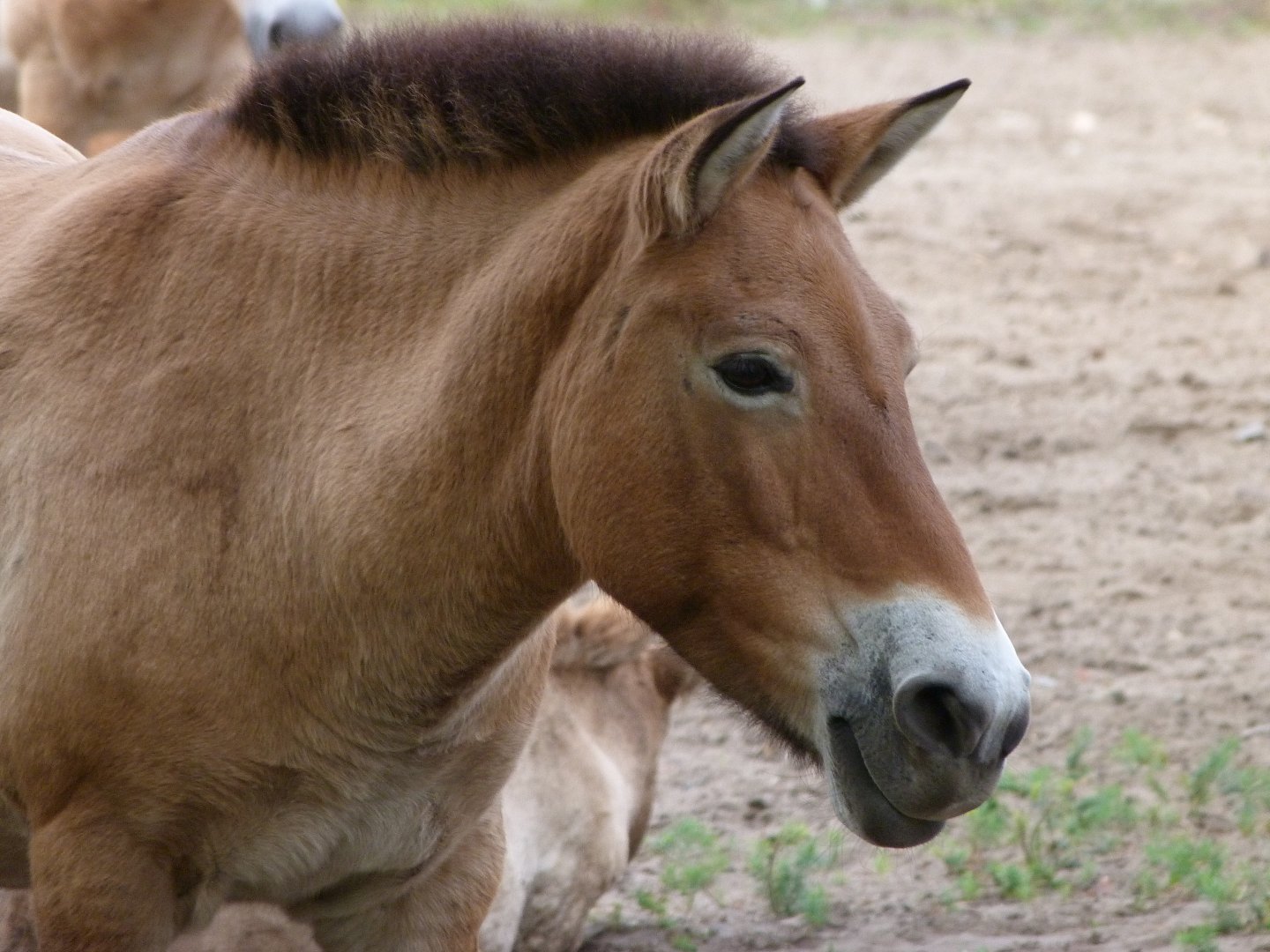 Przewalski's horse -Tierpark Berlin (2024)