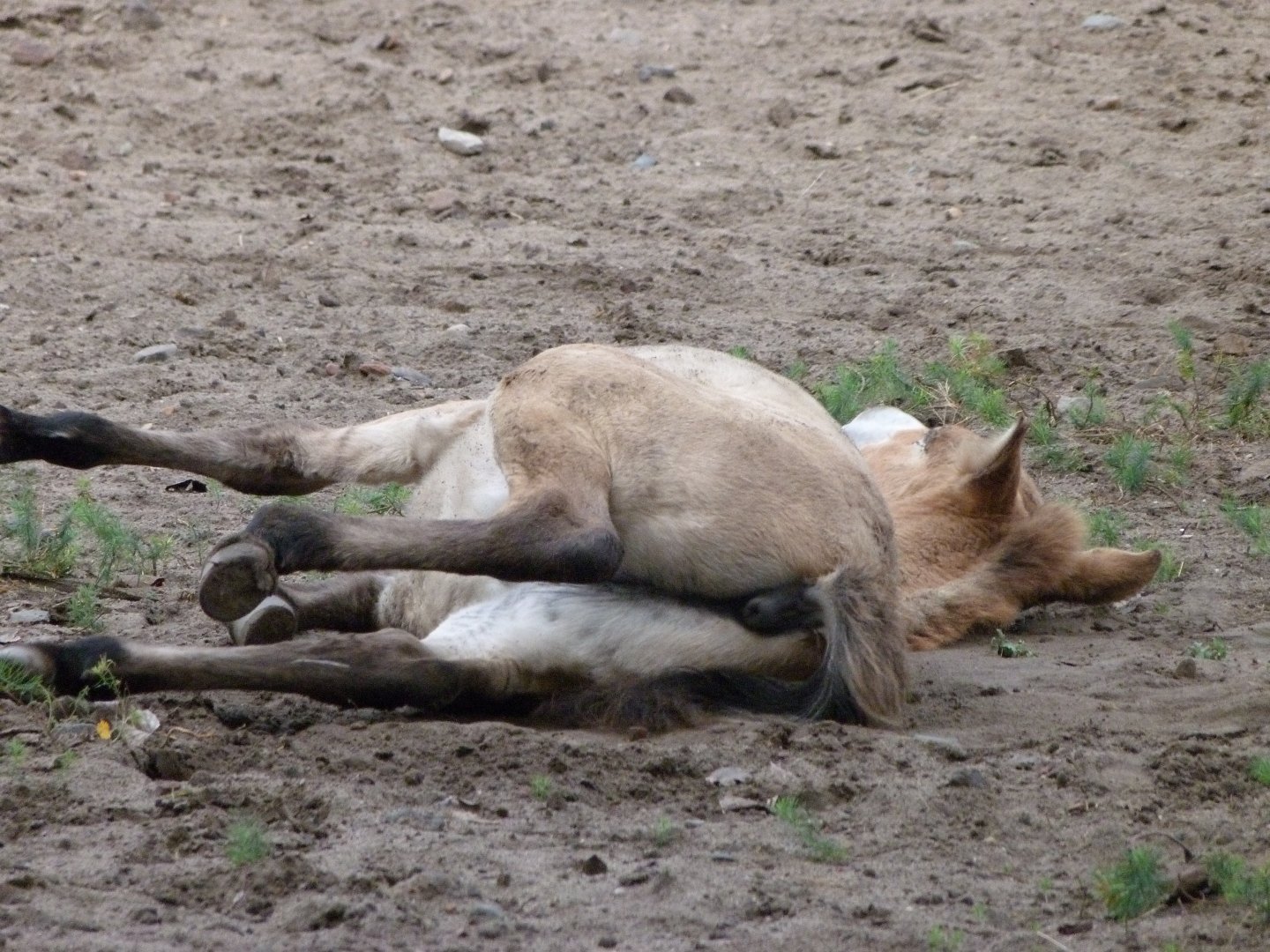Przewalski's horse -Tierpark Berlin (2024)
