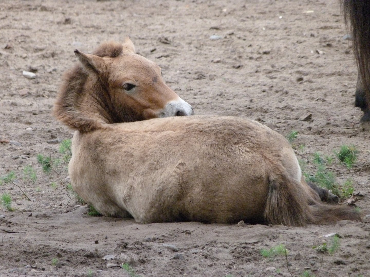 Przewalski's horse -Tierpark Berlin (2024)