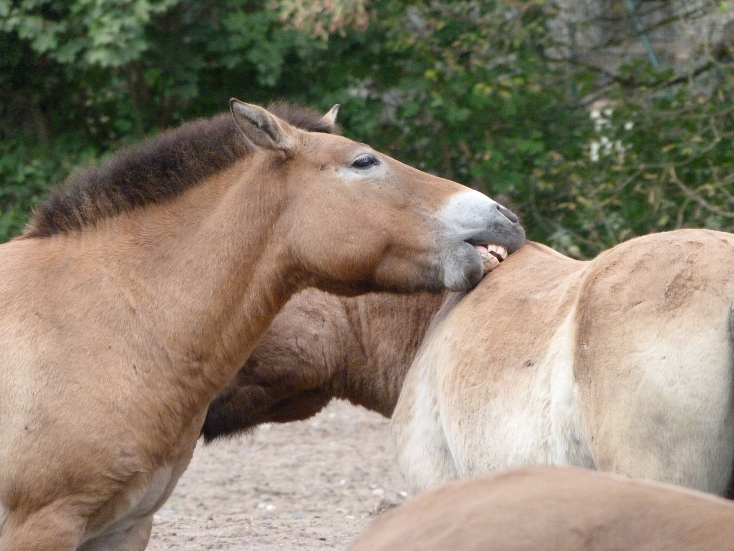 Przewalski's horse -Tierpark Berlin (2024)