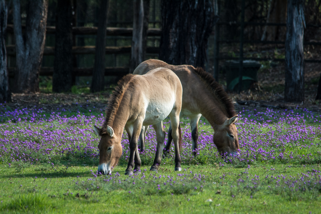 Przewalski's Horse - Western Plains Zoo visit - April 2014