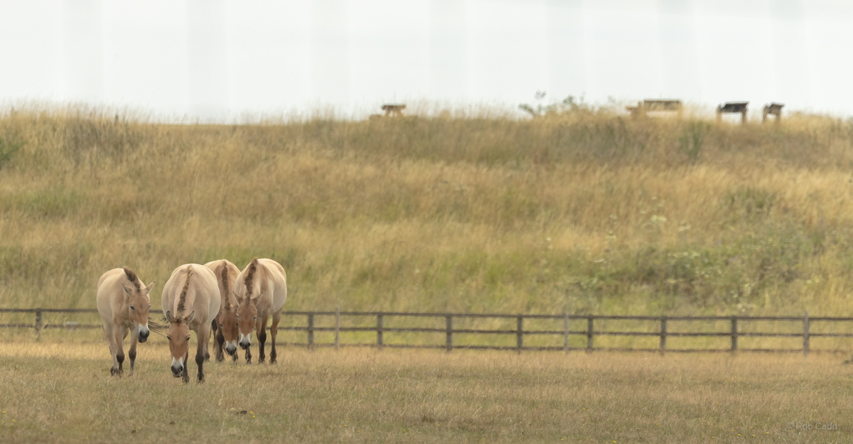 Przewalski's horse : Whipsnade : 13 Jul 2025