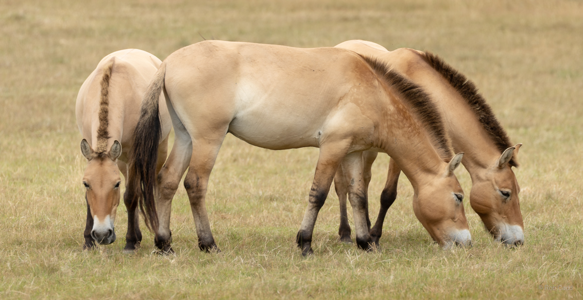 Przewalski's horse : Whipsnade : 13 Jul 2025