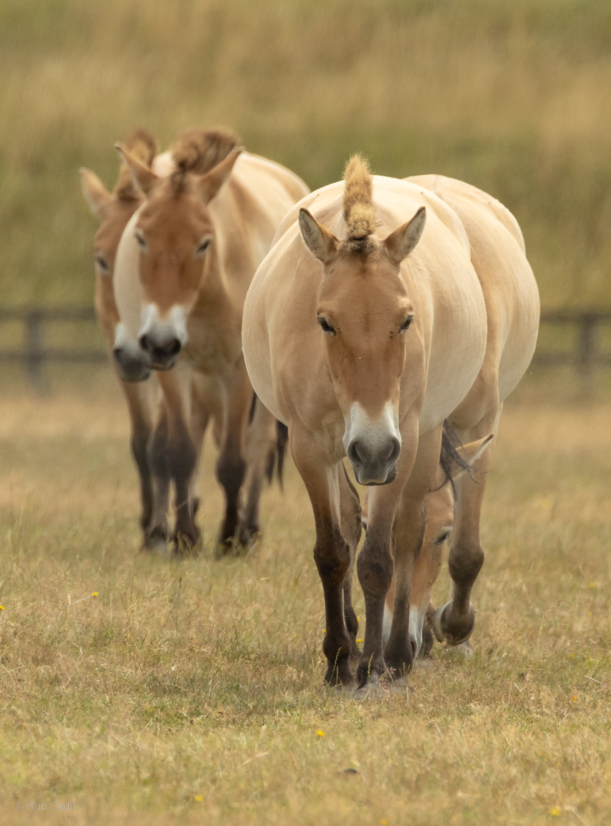 Przewalski's horse : Whipsnade : 13 Jul 2025