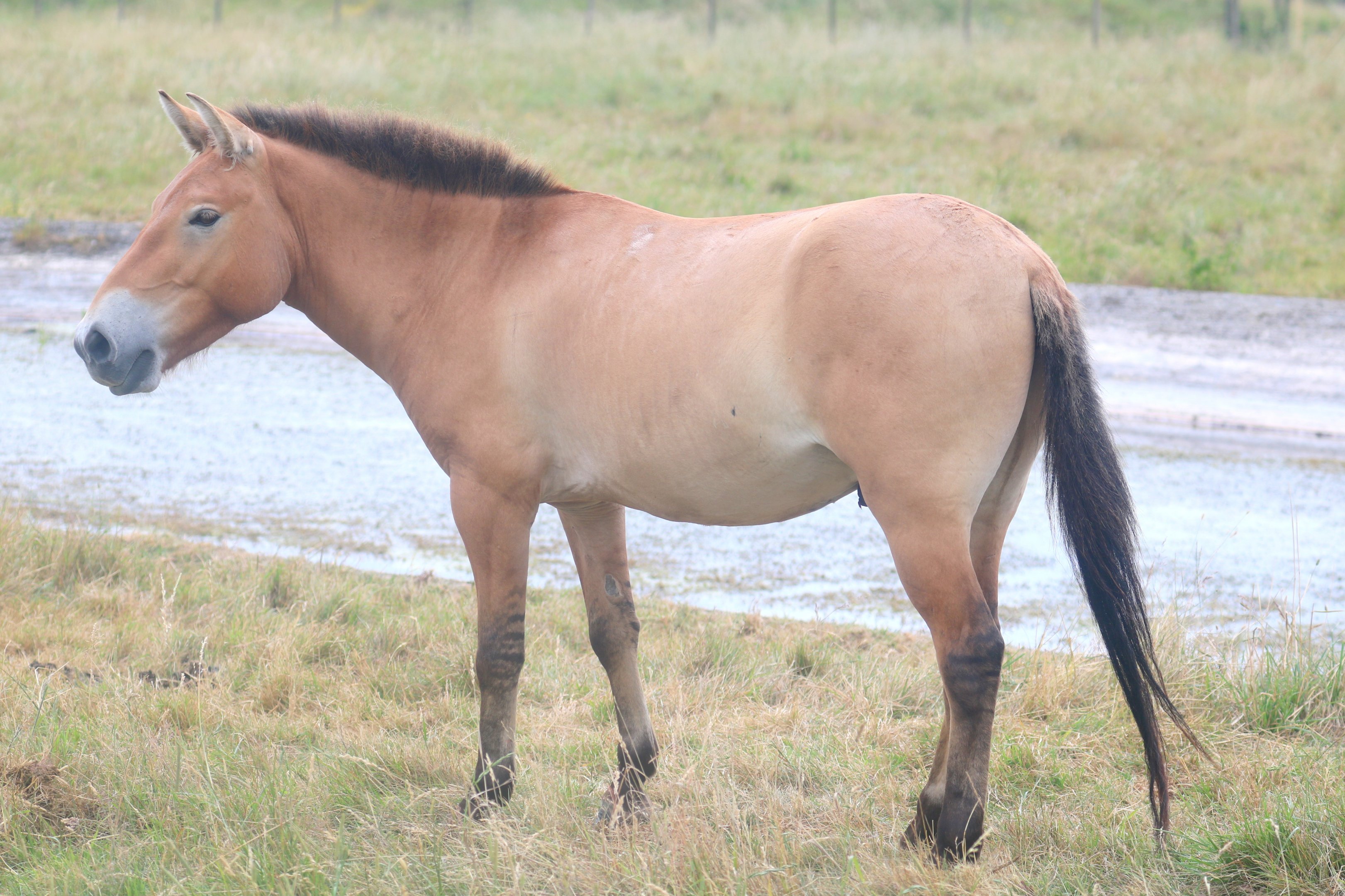 Przewalski's horse; Whipsnade; 13th July 2019