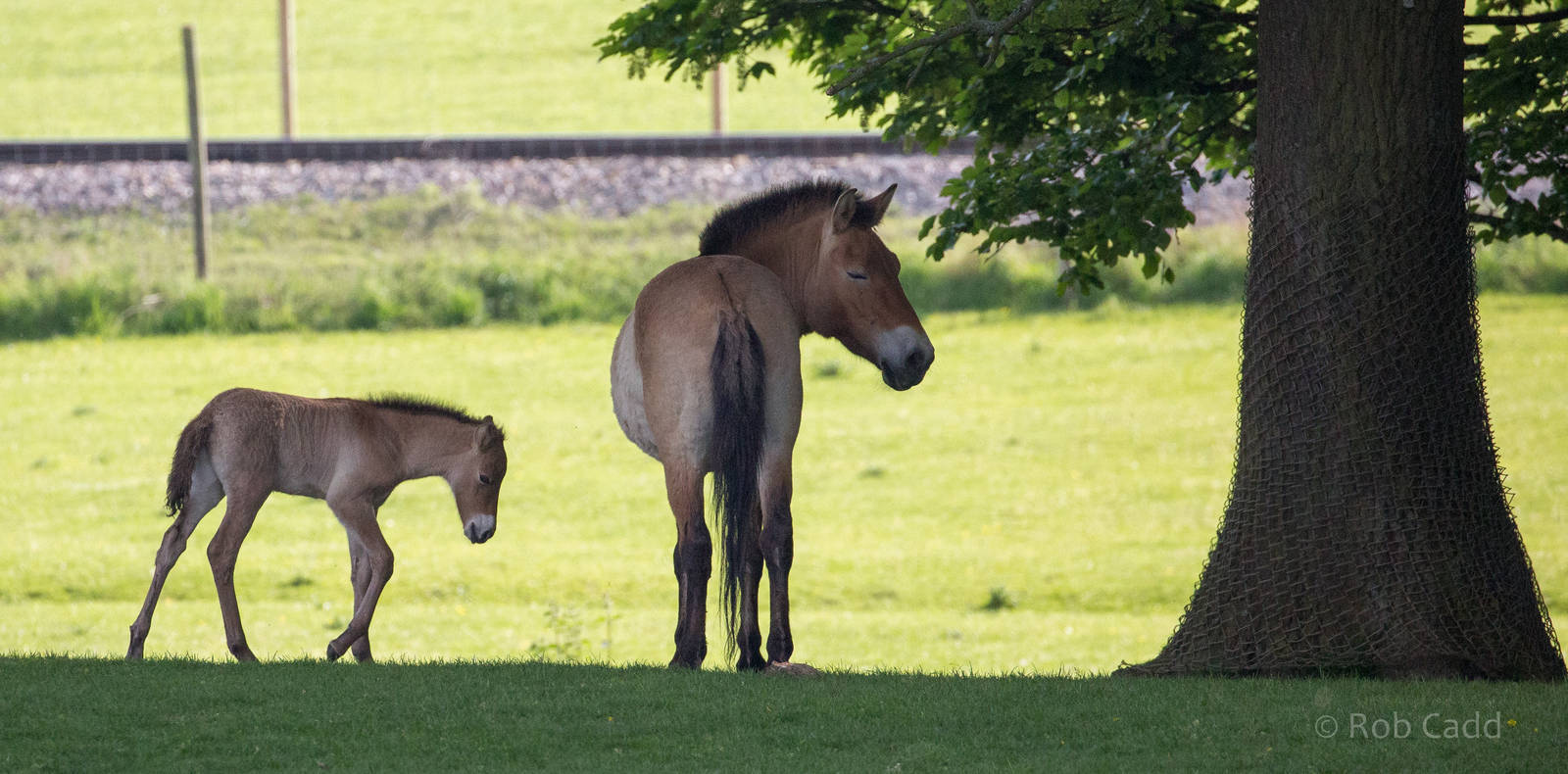 Przewalskis horse : Whipsnade : 15 May 2016