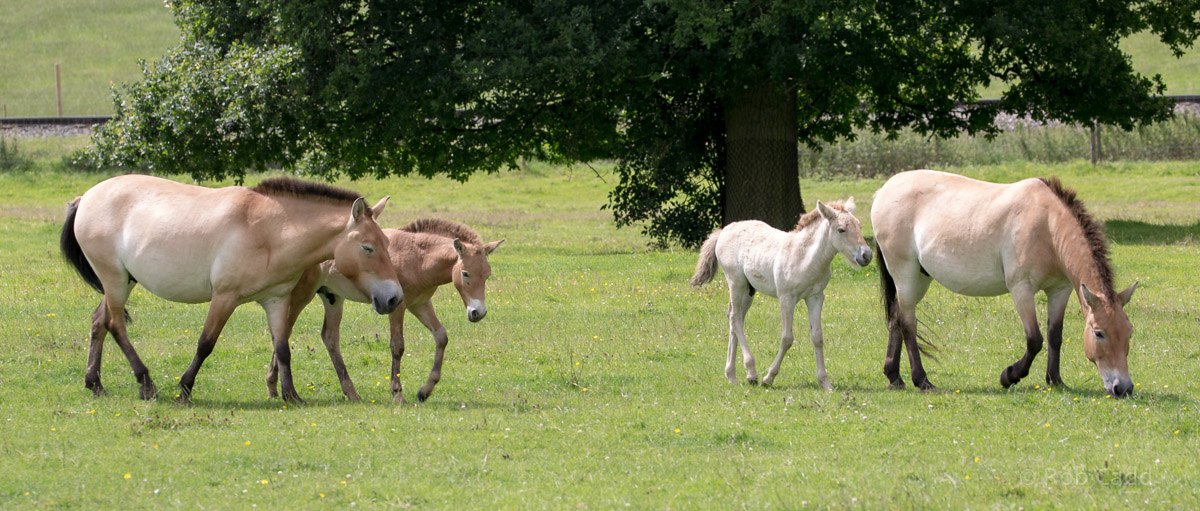 Przewalskis horse : Whipsnade : 17 Jul 2016