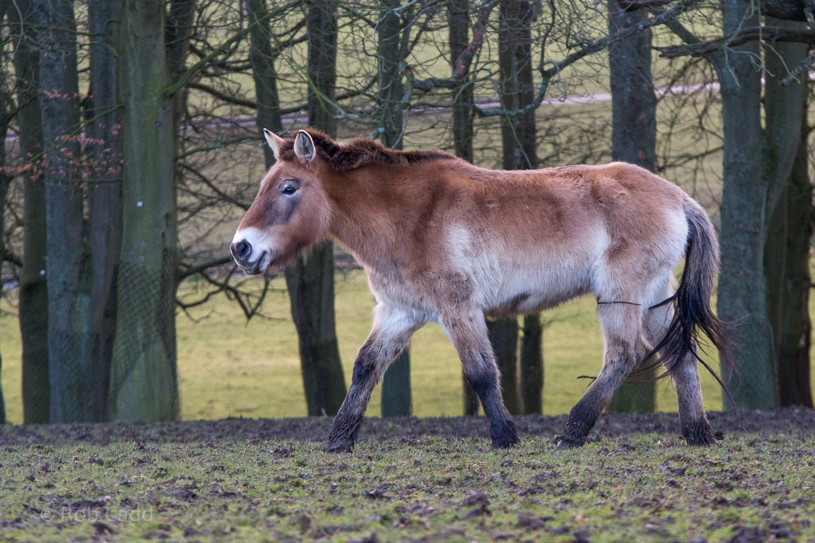 Przewalski's horse : Whipsnade : 25 Jan 2015