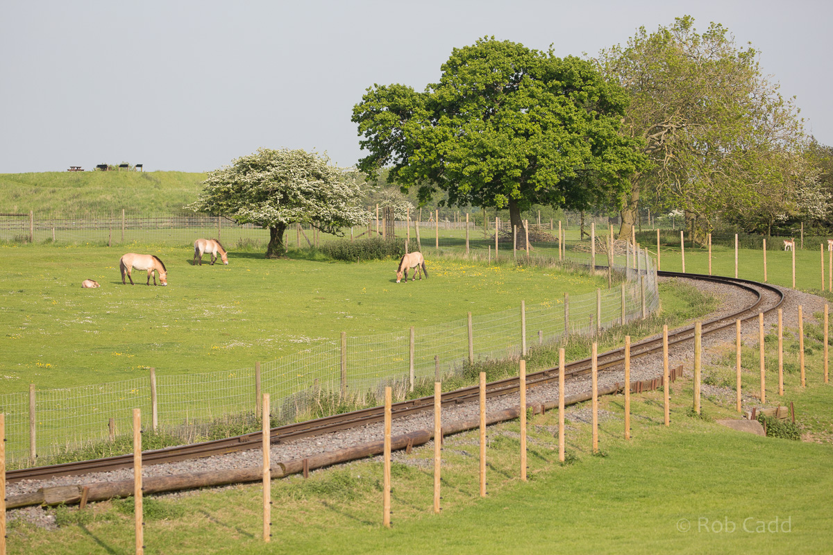 Przewalskis horse : Whipsnade : 28 May 2016