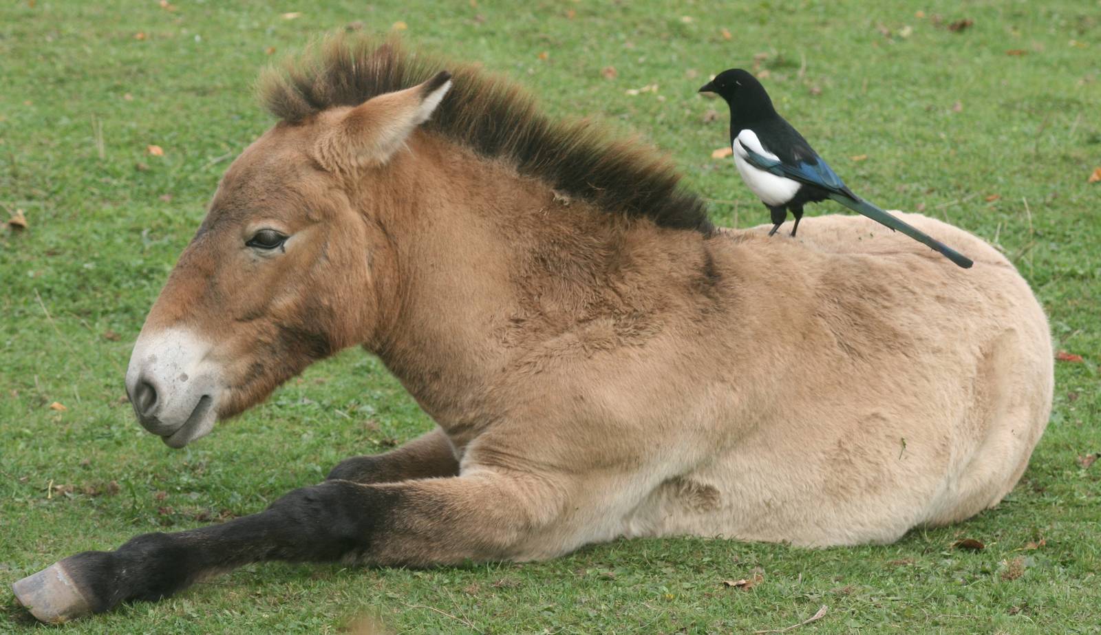 Przewalski's horse with magpie; Chester Zoo; 3rd October 2009