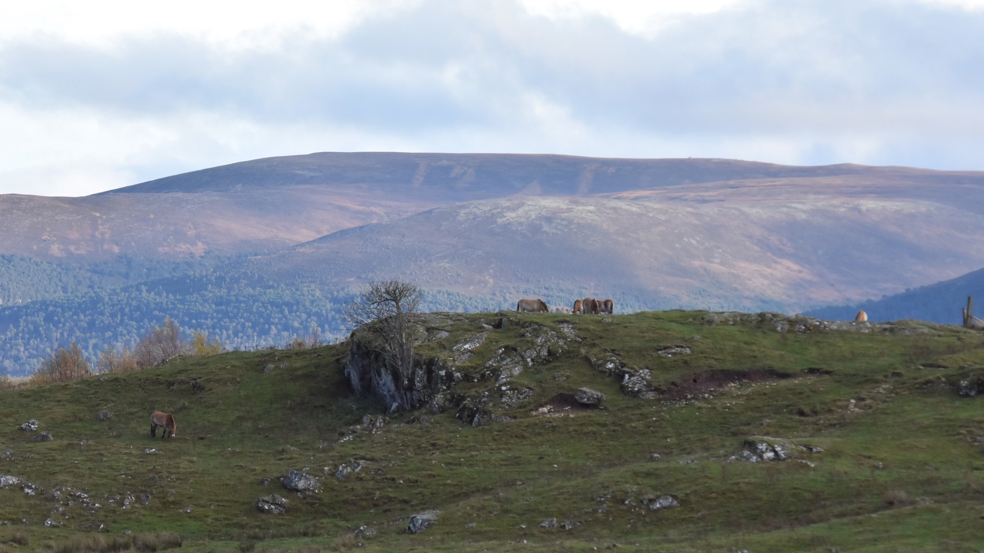 Przewalski's horse with the cairngorm mountains behind