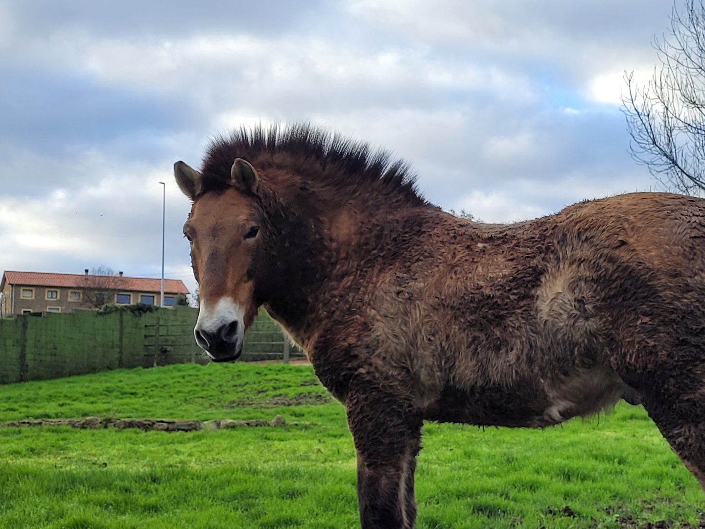 Przewalski's horse -Zoo de Santillana del Mar (2023)