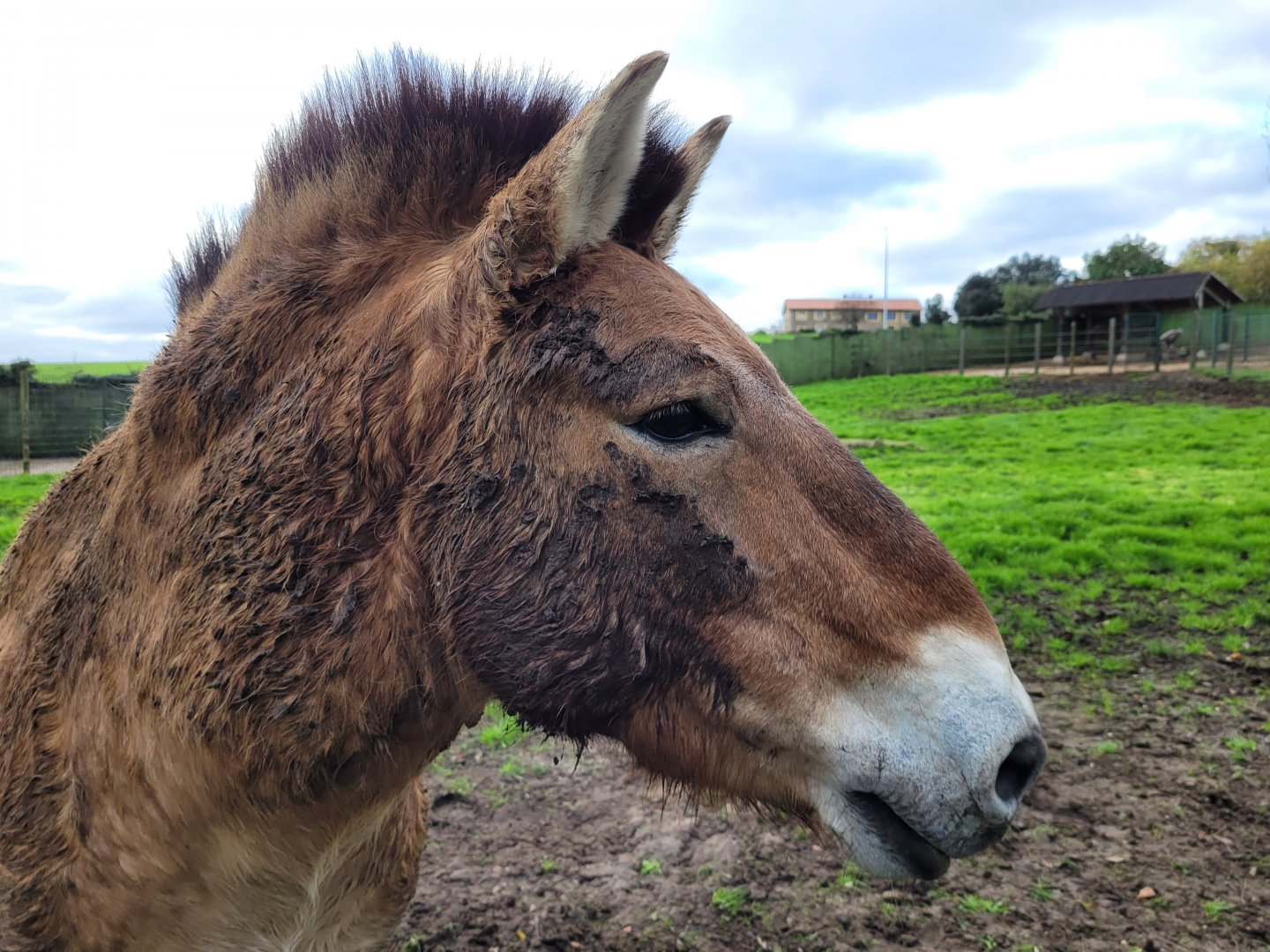 Przewalski's horse -Zoo de Santillana del Mar (2023)