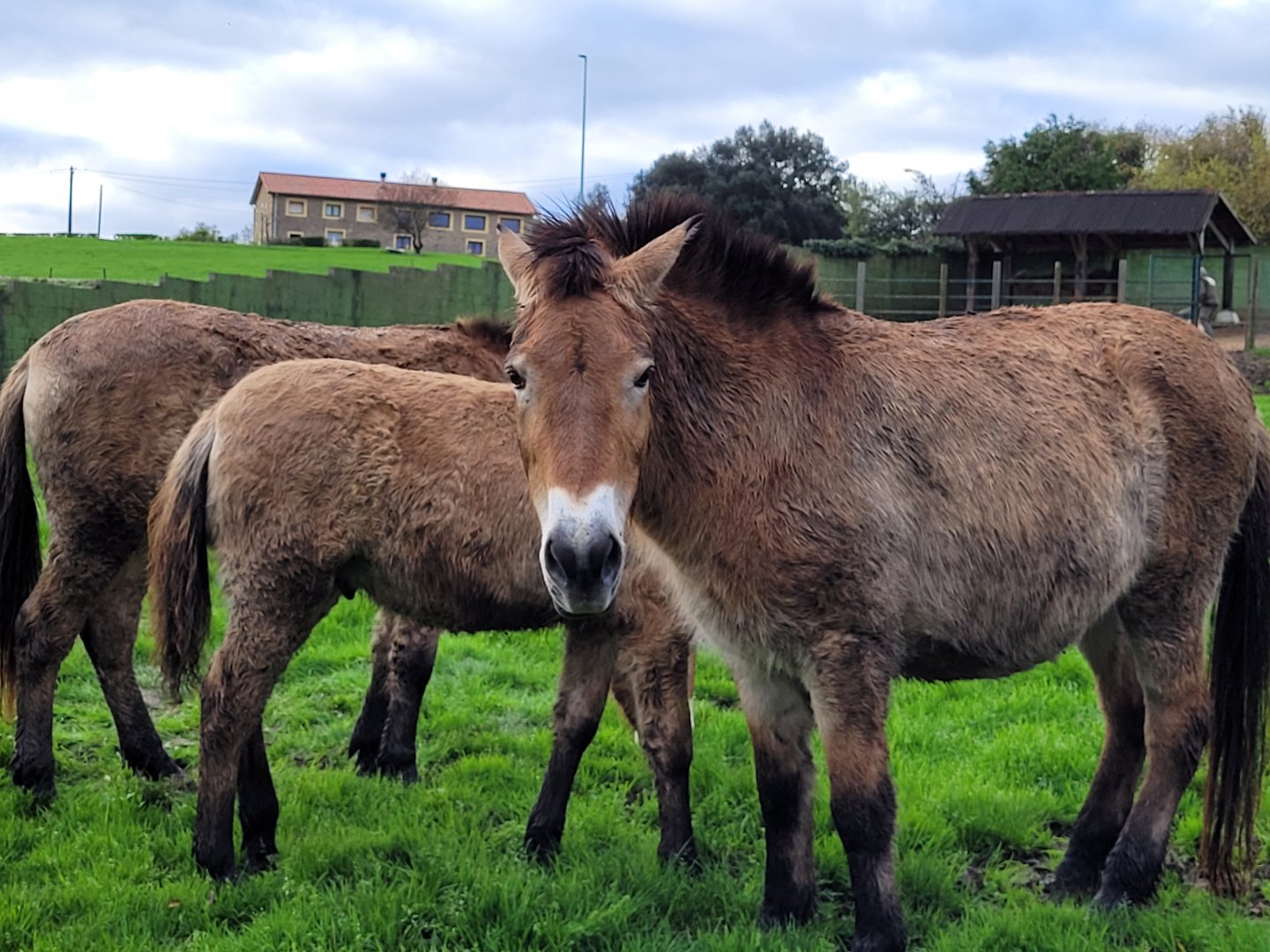 Przewalski's horse -Zoo de Santillana del Mar (2023)