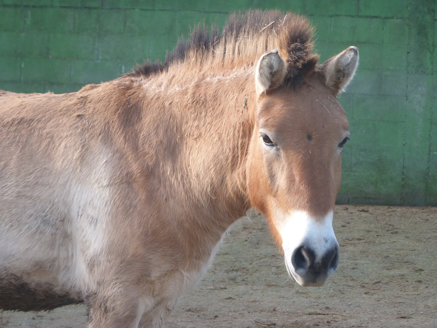 Przewalski's horse -Zoo de Santillana del Mar (2024)