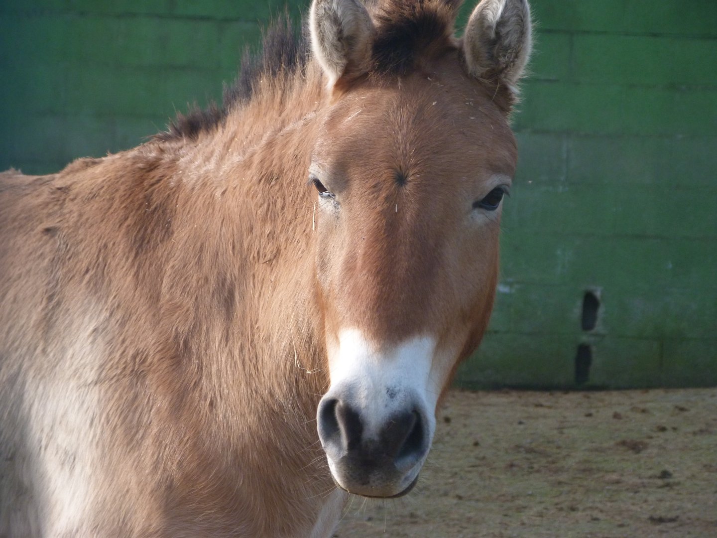 Przewalski's horse -Zoo de Santillana del Mar (2024)