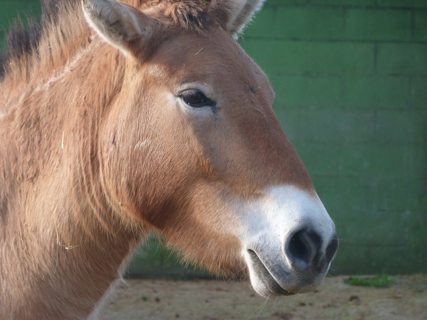 Przewalski's horse -Zoo de Santillana del Mar (2024)
