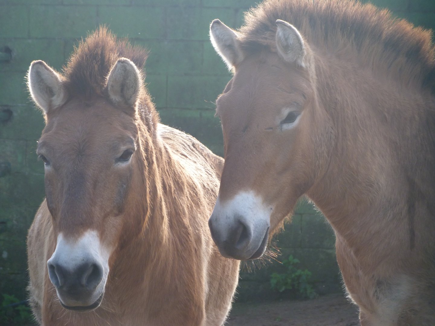 Przewalski's horse -Zoo de Santillana del Mar (2024)
