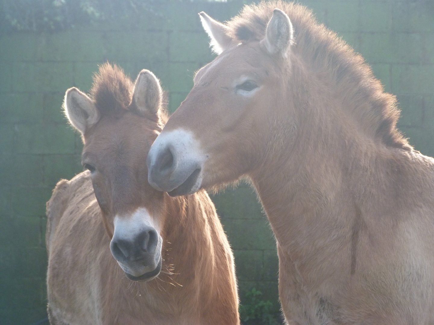 Przewalski's horse -Zoo de Santillana del Mar (2024)