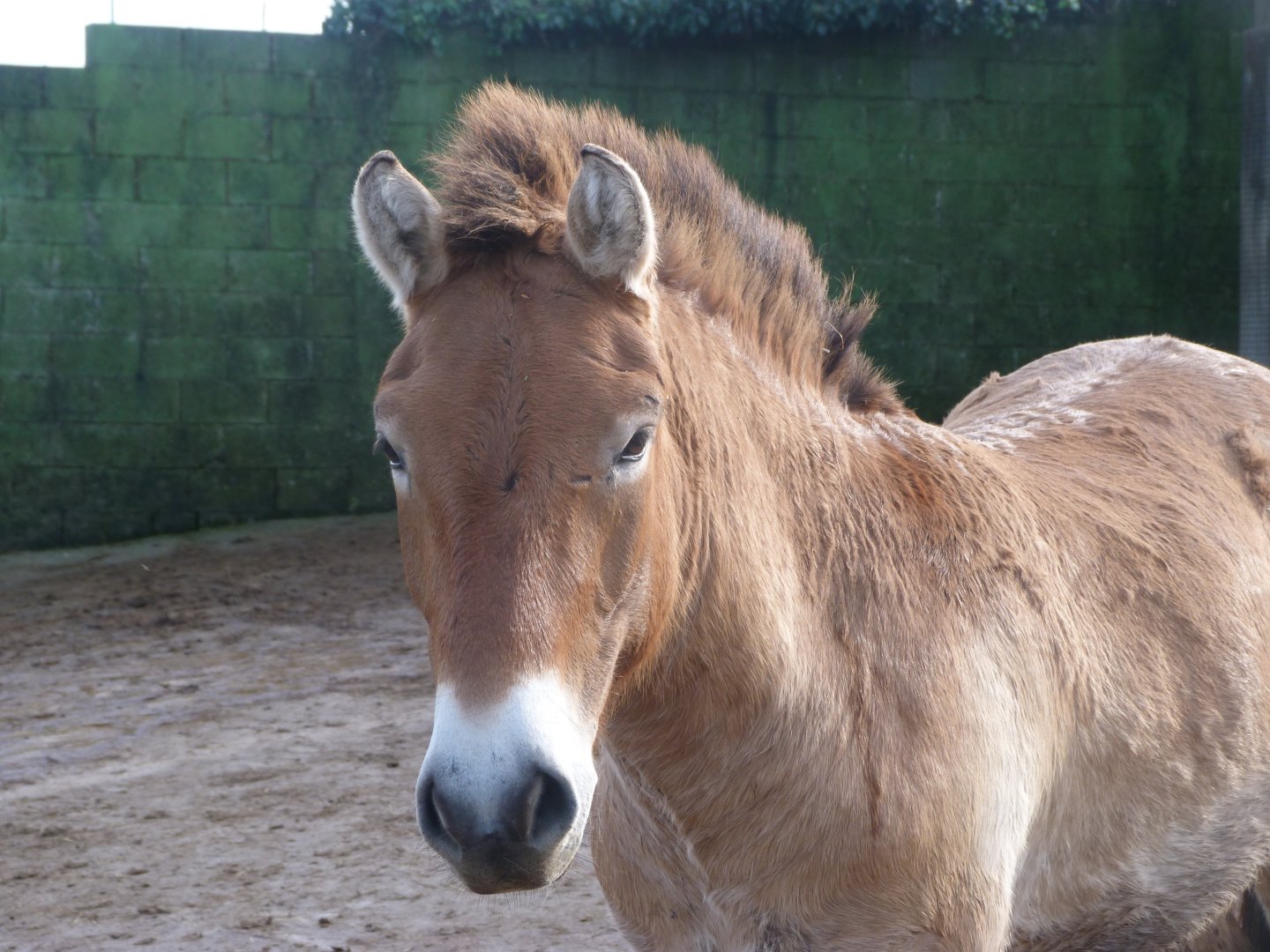 Przewalski's horse -Zoo de Santillana del Mar (2024)