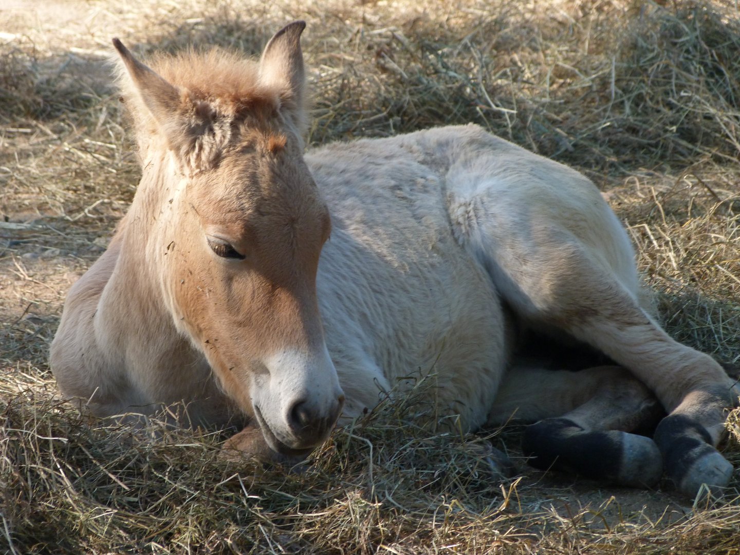 Przewalski's horse -Zoo Praha (2025)