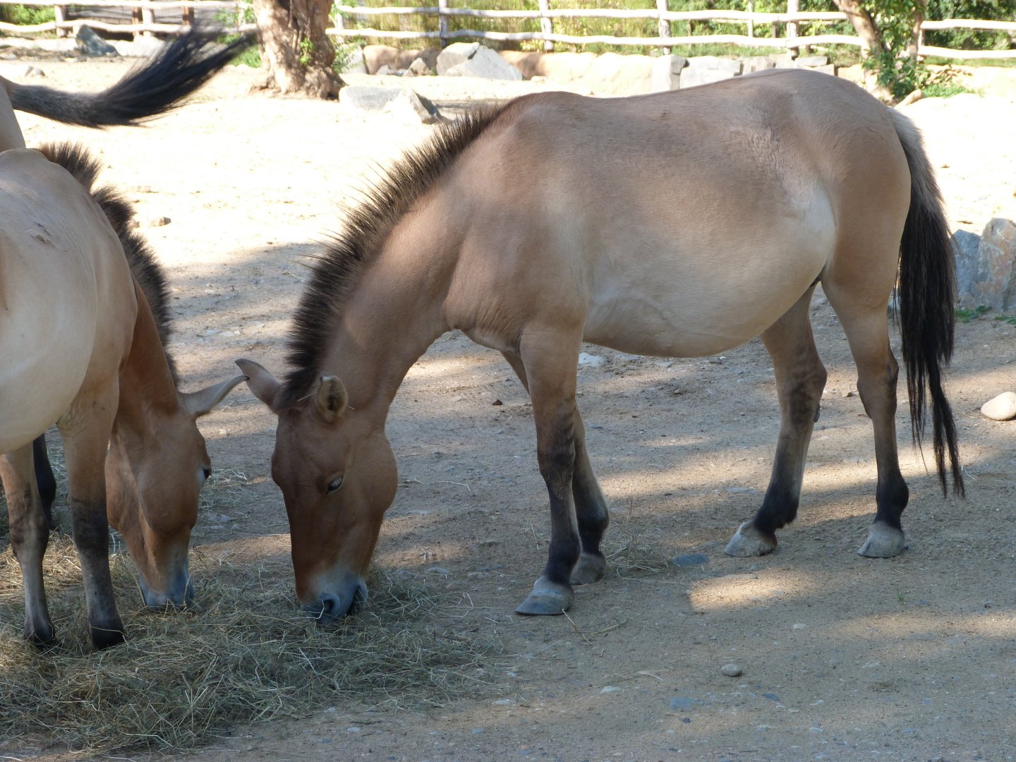 Przewalski's horse -Zoo Praha (2025)