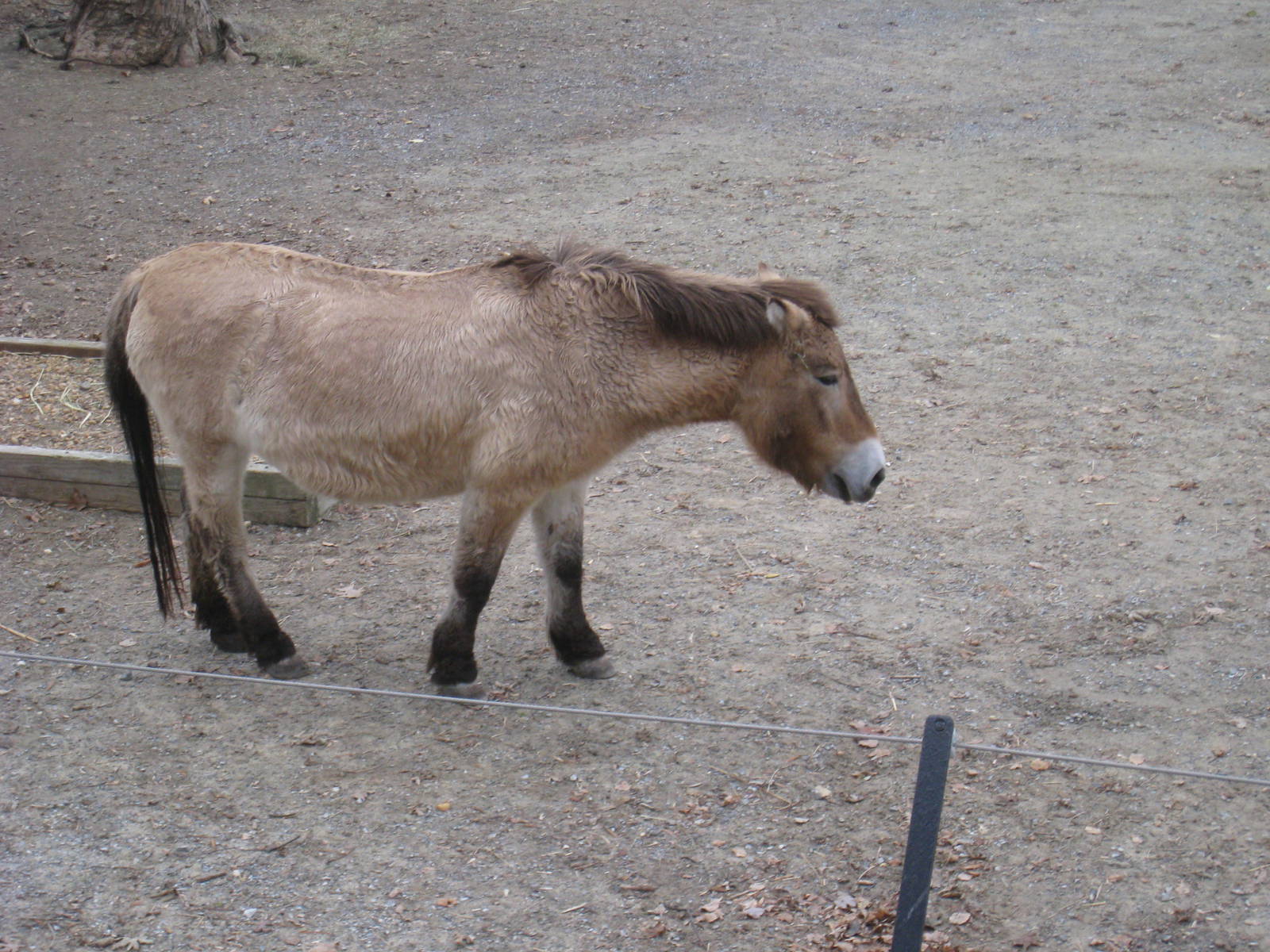 Przewalski's Horse