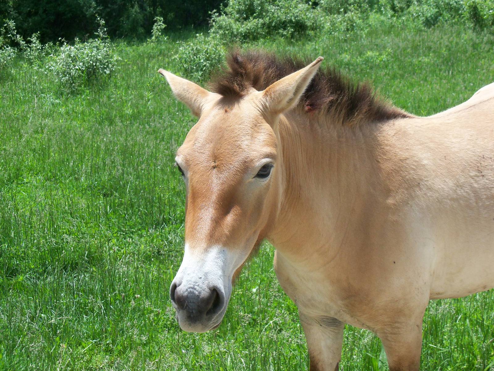 Przewalski's Horse