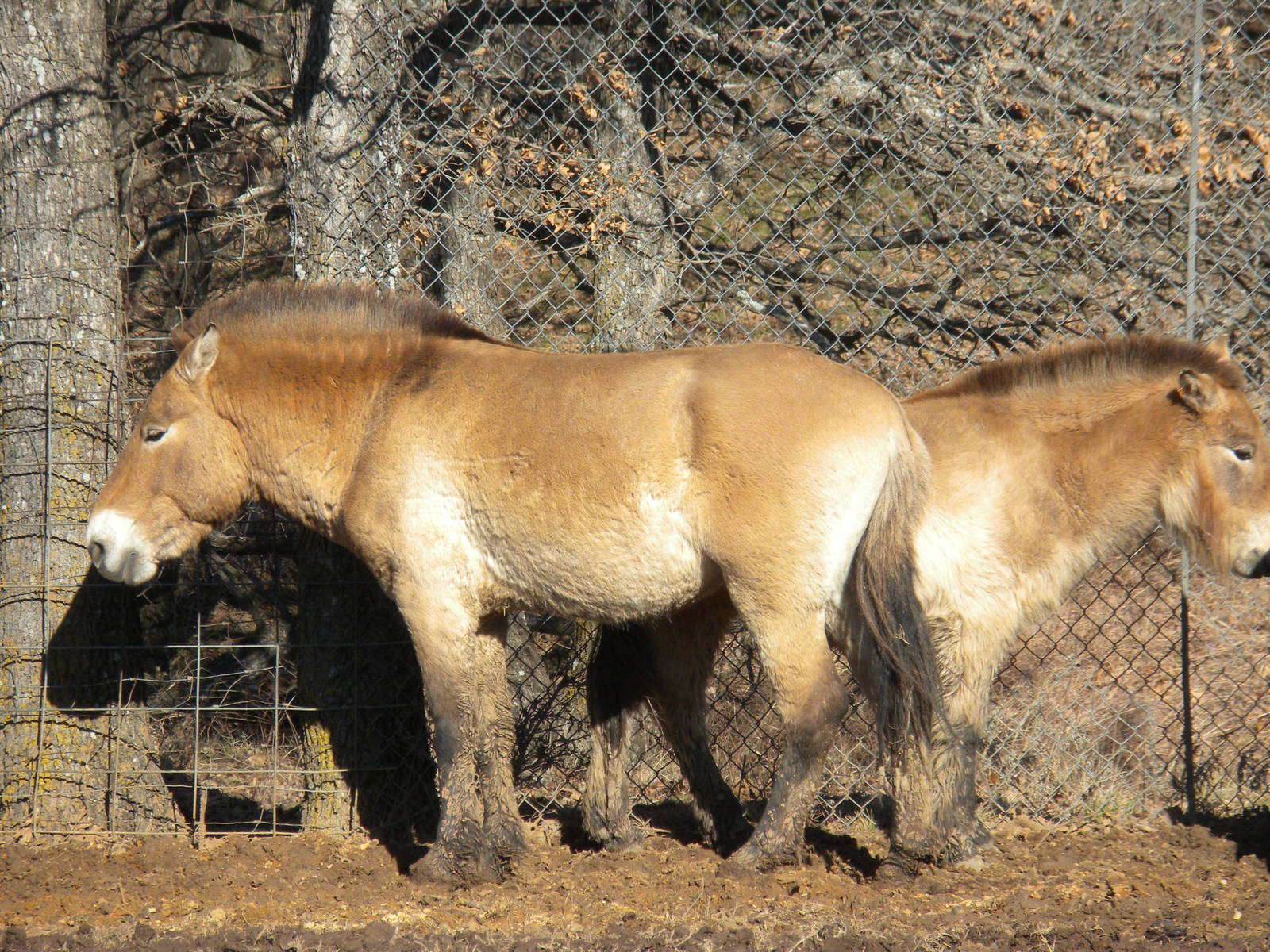 Przewalski's Horse