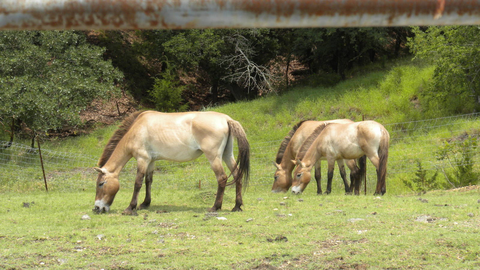Przewalski's Horse